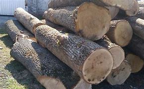 Image result for Oak Tree Log