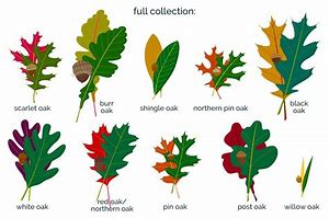 Image result for Various Oak Leaves