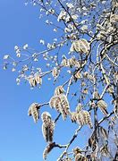 Image result for Willow Tree with Swing Stencil