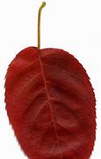 Image result for Leaf Colouring Sheet