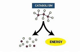 Image result for Catabolism