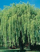 Image result for Weeping Willow Tree Fall