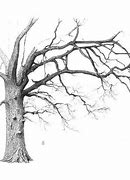 Image result for Tree Branch Pencil Drawing