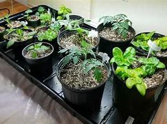 Image result for Home and Gardening Ideas