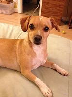 Image result for Jack Russell Terrier Cocker Spaniel Mix