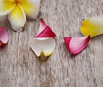 Image result for Tropical Flower Border Clip Art