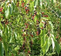 Image result for Black Cherry Tree Blooms