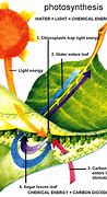 Image result for Plant Leaf Photosynthesis