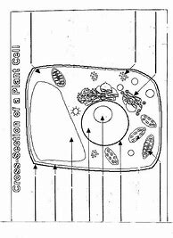 Image result for Blank Plant Cell Diagram Worksheet