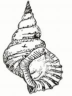 Image result for Sea Shells Coloring Pages Printable