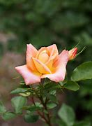 Image result for Tea Rose Color