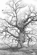 Image result for 500 Gallon Red Oak Tree