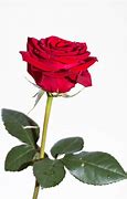 Image result for Bowed Red Rose White Background