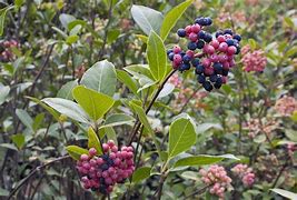 Image result for Viburnum Berry