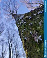 Image result for What Tree Has Jagged Right Angle Branches