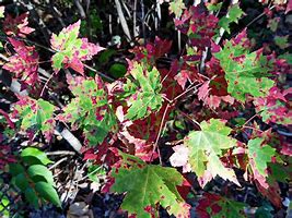 Image result for Maple Leaves Template Printable