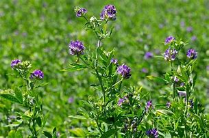 Image result for Alfalfa for Plants