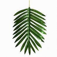 Image result for Single Palm Leaf