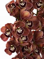 Image result for Brown Colored Flowers