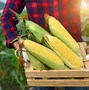 Image result for Corn Plant at Harvest