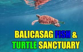 Image result for Balicasag Island Souvenir Shop