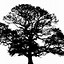 Image result for White Oak Tree Clip Art