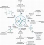 Image result for tRNA Tertiary Structure