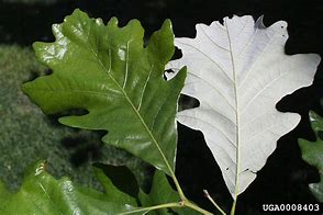 Image result for White Oak Tree Leaf