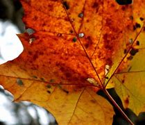 Image result for Single Fall Leaf Texture