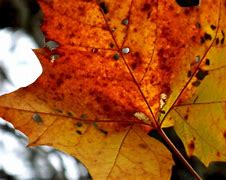 Image result for Single Fall Leaf