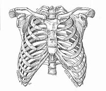 Image result for Human Rib Cage Drawing