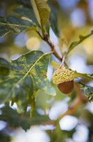 Image result for Bur Oak Fall