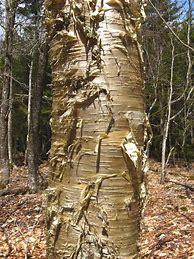 Image result for White Birch Tree Bark