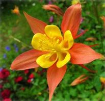 Image result for Yellow Columbine