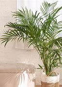 Image result for Palm Tree Living Room