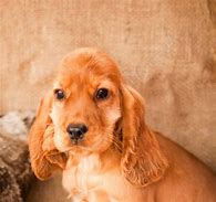 Image result for Mini English Cocker Spaniel Puppies