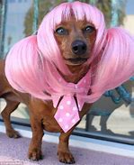 Image result for Animals with Wigs