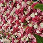 Image result for Decorative Wall Flowers