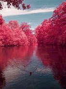 Image result for Cherry Blossom Lake Japan