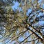 Image result for Eastern White Pine Branch