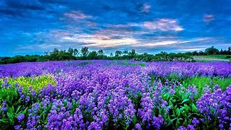 Image result for Purple Gem Field