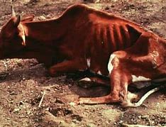 Image result for Livestock