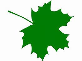 Image result for Sugar Maple Leaf Clip Art