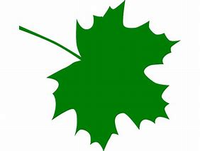 Image result for Maple Leaf Vector Art