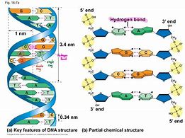 Image result for DNA Chemical Sgtructure