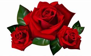 Image result for Red Rose White Background Clip Art