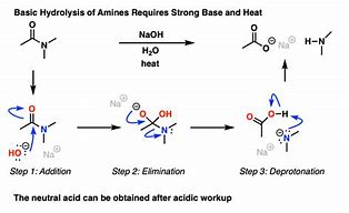 Image result for Amide Bond Hydrolysis