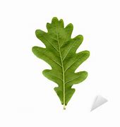 Image result for Oak Leaf PNG