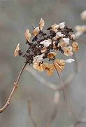 Image result for Dry Oak Leaf