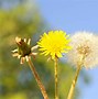 Image result for Dandelion Photosynthesis